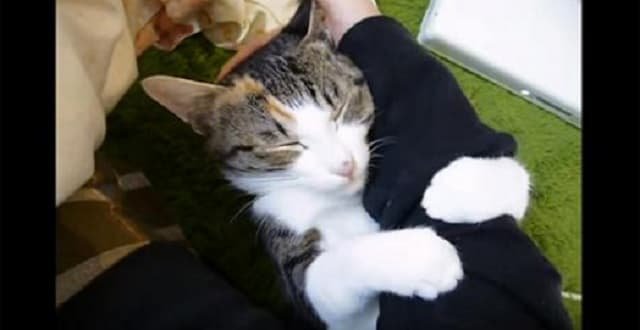 This Kitty Has So Much Love To Give That He Can’t Let Go!