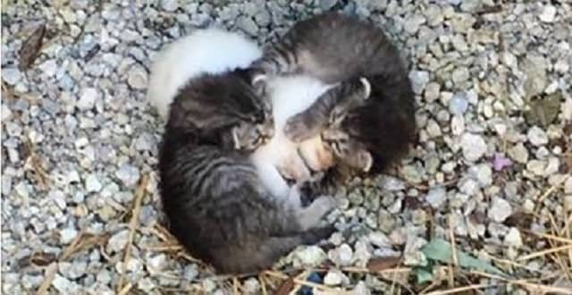 Kittens Were Found Trying To Protect Their Shivering Sister!