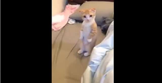 Tiny Cat Stands Patiently While Her Spot Gets Cleaned!