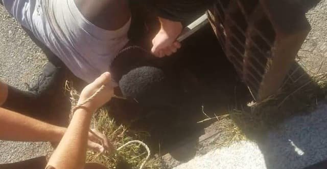 High School Football Players Rescue Tiny Cat From Storm Drain, Hours Before Big Game!