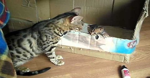 Bengal Mother Cat Talking to Her Kitten! How Adorable!
