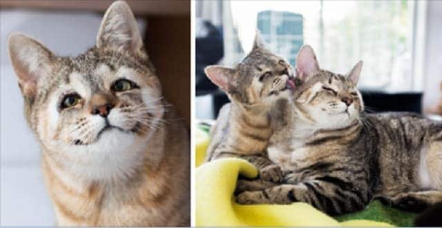 Stray Kittens Born Without Eyelids Couldn’t Be Happier After Humans Saved Their Sight!