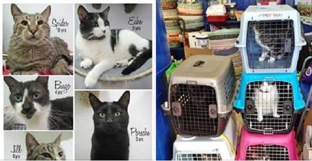 Family in Canada, Mourning the Loss of the Senior Pet Cat, Are ‘Rescued’ By ‘The Fab 5’!