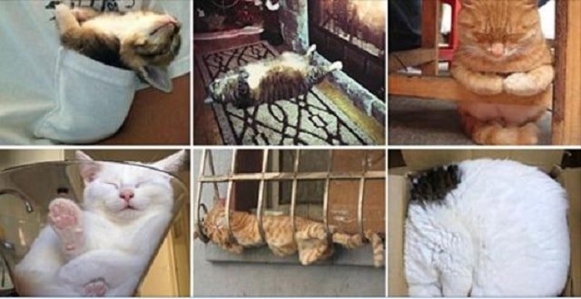 19 Hilarious Photos Proving Cats Truly CAN Sleep Anywhere!