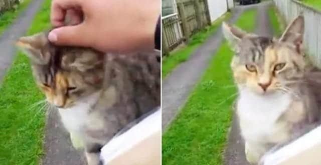 Cat Chases Down Mailman Every Day Demanding To Be Loved!