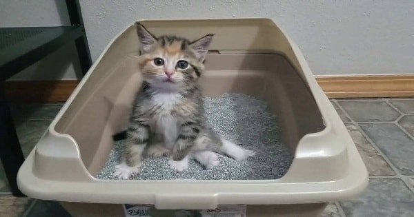 Little Kitten Learning To Use Litter Box Has Some Great Moves!