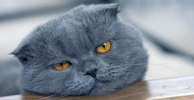 Flat-faced Cat Breeds ‘More Likely to Have Breathing Difficulties’