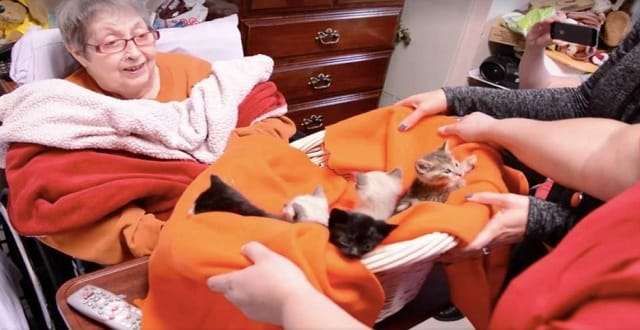 Hospice Patient’s Dying Wish Granted – to Snuggle with a Basket of Kittens!