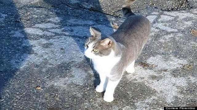 Loyal Cat Loved his Human So Much That He Brings Him Presents – To His Grave!