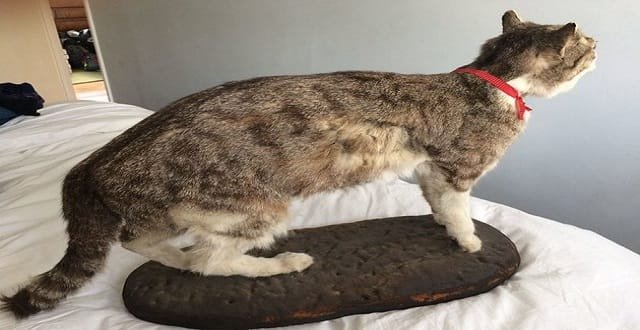 Worst Anniversary Gift Ever!? Husband Gives Cat-loving Wife Someone’s Taxidermied Pet Cat!