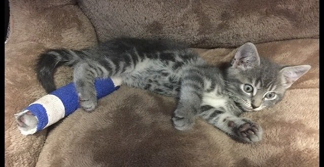 Miracle Kitten With Broken Leg Rescued From Car’s Engine in North Carolina! Needs Forever Home!
