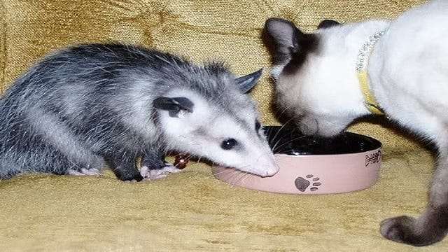 These Photos Prove That Cats And Possums Are The Best Friends You Can Have!