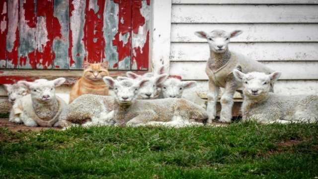 WATCH: Steve the Cat Became The Leader Of A Flock Of Lambs!