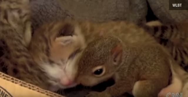 Cat Adopts Baby Squirrel, Teaches it to Purr!