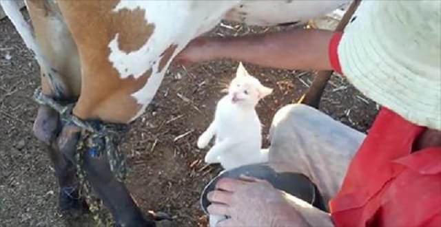 Kitten Beg Farmer for Milk As He’s Milking Cows!