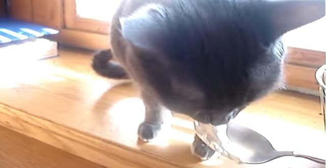 Kitty Tastes Sour Cream And Then – Really Starts Talking!