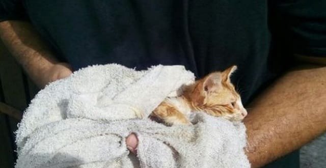 Fireman Performs Life-saving CPR on Kitten for 5 Minutes After Rescuing Tiny Animal Trapped in a Drain!