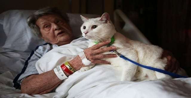 New Program Finds Innovative Way to Pair Cats with Senior Citizens!