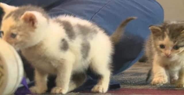 Kent State Student Applies College Classes to Help Abandoned Kittens!