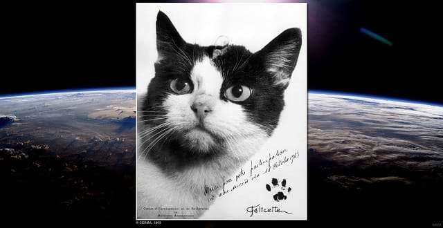 Meet Félicette – the Very First — And Only — Cat in Space!