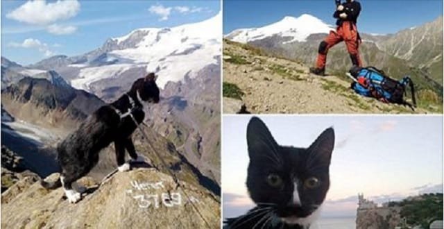 Man Attempts to Climb Europe’s Highest Mountain with His Pet Cat