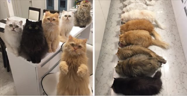 “12 Cats Lady” Is Exploding Instagram With Her Twelve Persians!