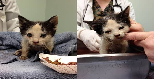 New Jersey Sanitation Driver Rescues Kitten from Dumpster – PHOTOS!