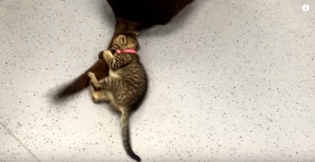 This Kitten Can’t Get Enough In Playing With Dog’s Tail!