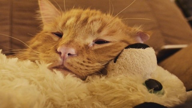 UPDATE - On Benben, The Saddest Cat - and the Special Way He is 'Giving Back'!