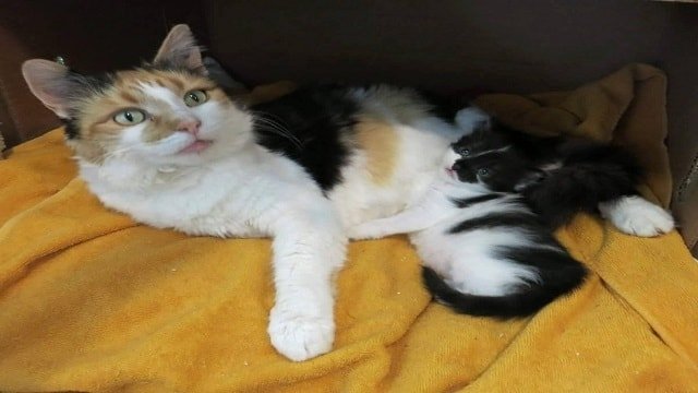 Stray Calico Cat Begs Family to Help Her Protect Her Only Baby!