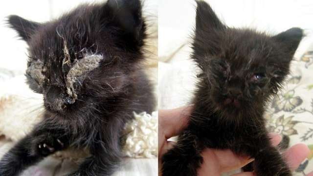 Kitten Drastically Changes After Just 5 Days – Wait ‘Til You See Her Now!