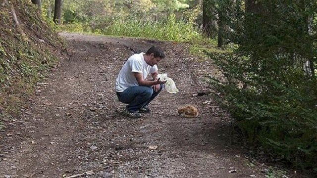 Man Simply Would Not Give Up On A Cat Rescued From Woods!