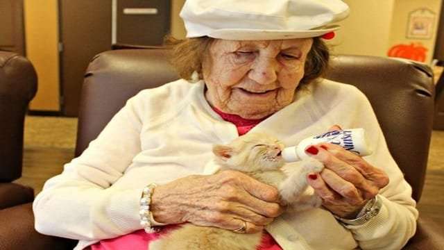 Senior Citizens Helping Raise Shelter Kittens – This Is the Most Inspirational Story You Will Read Today!