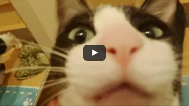 Cat Seeing Her Human After 3 Long Days – What an Amazing Reaction!