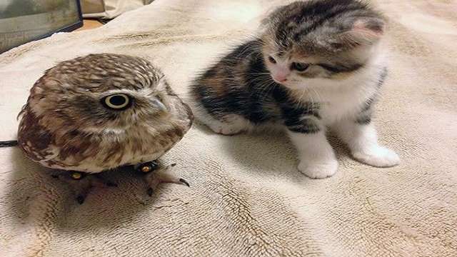 Kitten And Baby Owl Are BFF’s, Photos and Video Of Them Napping/Playing Will Melt Your Heart!