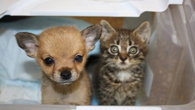 Lonely Kitten And Sick Puppy Rescued Just In Time – Can’t Handle Being Apart!