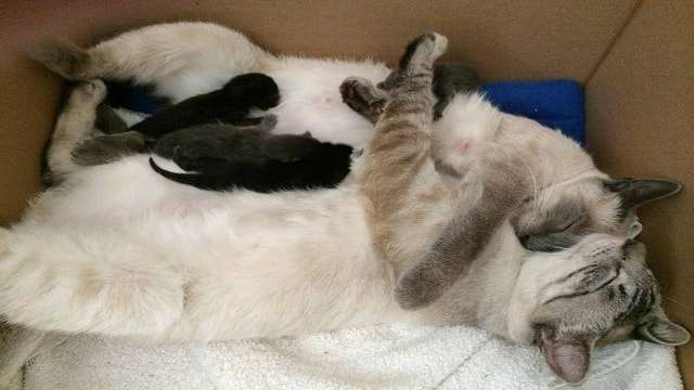 2 Siamese Cats Reunited At Foster Home Where More Miracles Soon Followed!