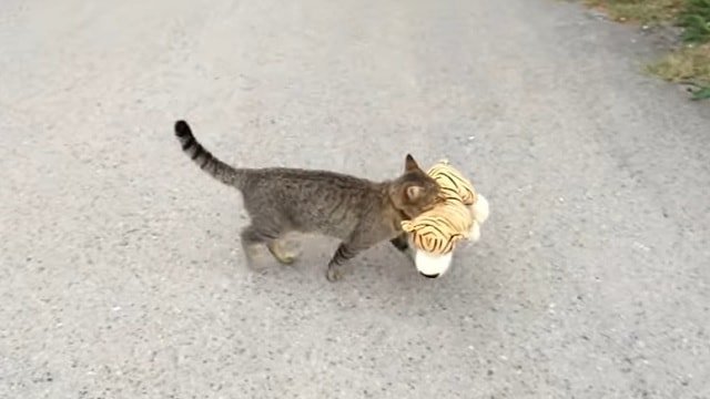 Cat Visits Neighbour to Borrow Tiger Plush Toy!