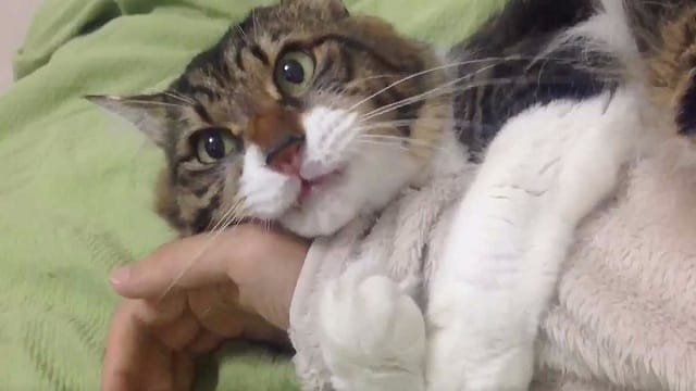 WATCH: What Makes This Cat the Clingiest Cat In the World!