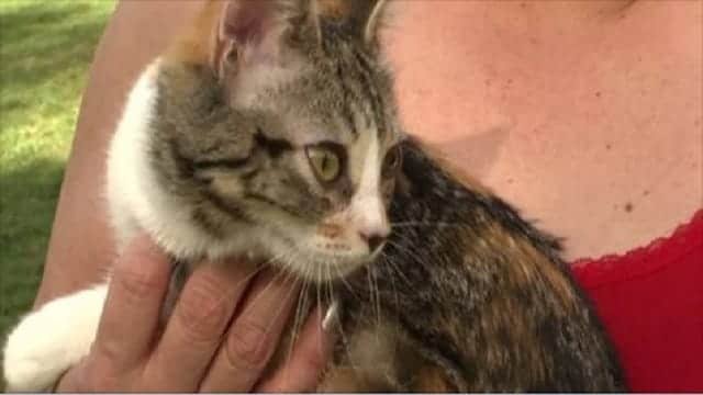 Child’s Pet Cat Held for Ransom in New Mexico!