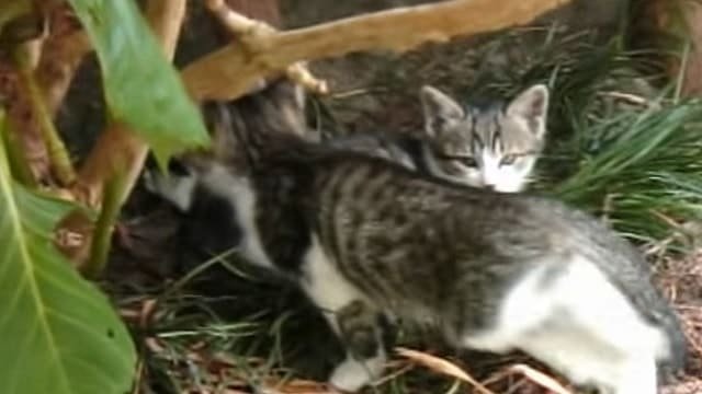 “A Stray Cat Wanted Me to See Her Kittens”!
