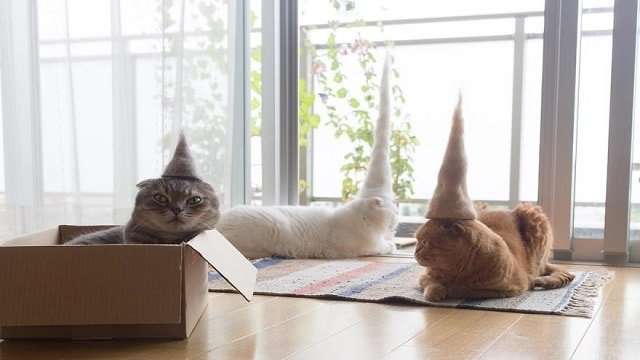 GALLERY: Check Out These Cats Wearing Hats Made from Their Own Hair!