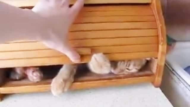 Cat Refuses to Leave Bread Box – Not Even His Human Can …