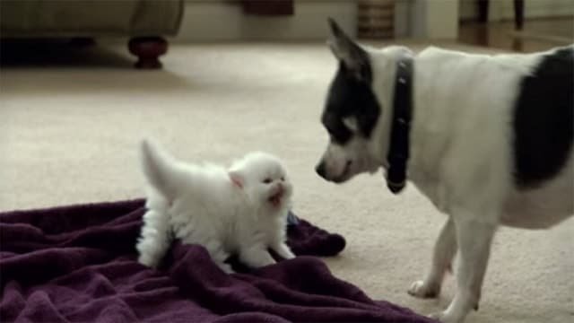 Itty Bitty Marshmallow Kitty Takes No Lip From Doggie!