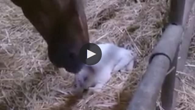 Horse and Cat Are The Best of Friends – But Just Who Chose Who?