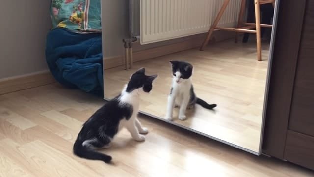 WATCH: Wiske The Kitten vs – A Mirror!