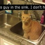 13 People Who Didn't Think They Had A Cat But Were Wrong!