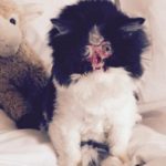 This Cat Lost Her Face, But Her Forever Family Still Loves Her!