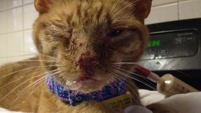 Ginger Cat Rescued From Death Row – Wait Until You See Him Now!