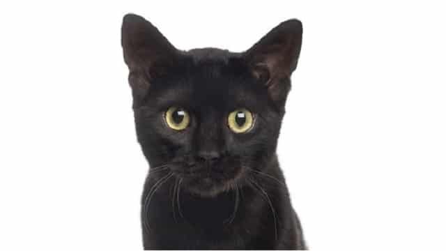 Stop Hating On Black Cats! It’s National Black Cat Day!